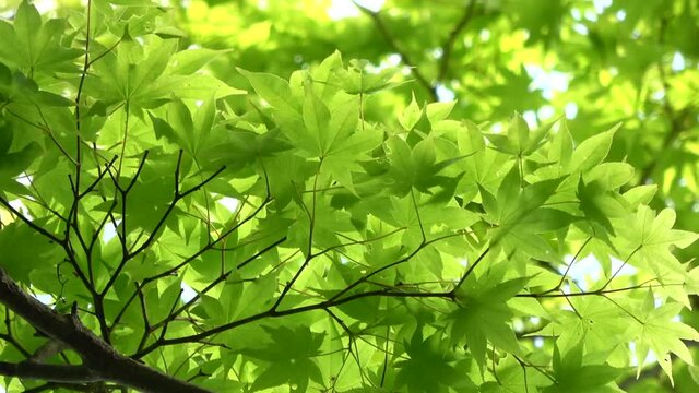 ヤマモミジ・新緑（ムクロジ科・カエデ属）