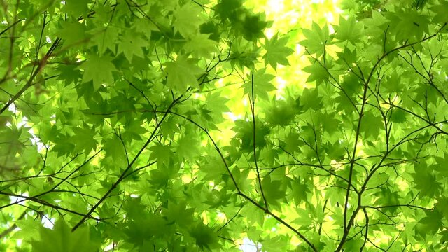 ヤマモミジ・新緑（ムクロジ科・カエデ属）