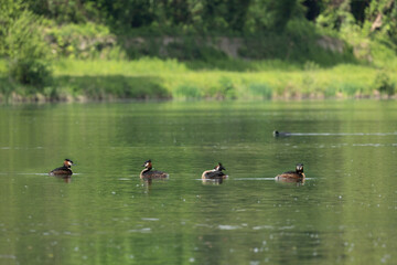 Great crested grebe