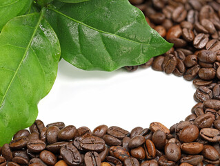 coffee beans with fresh leaves of coffea arabica isolated on white with copy space in the middle...