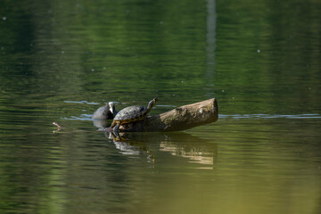 Pond slider