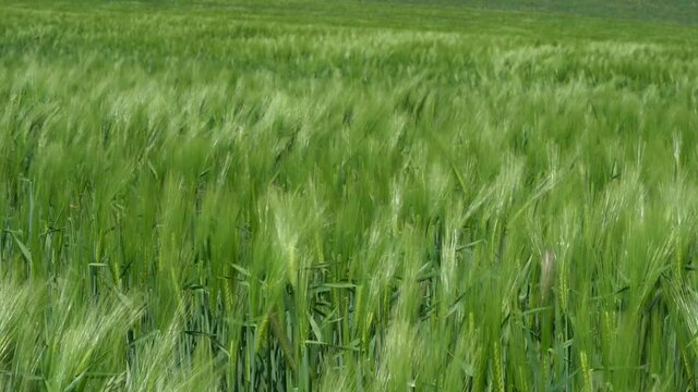 Young Green Field Of Barley Blowing In The Wind At Spring. - static
