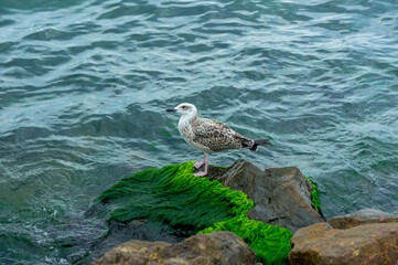 Seagull sitting on the stones by the sea