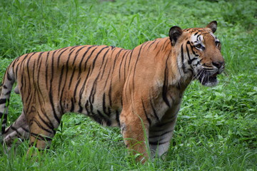 Fototapeta na wymiar The Indian tiger.
