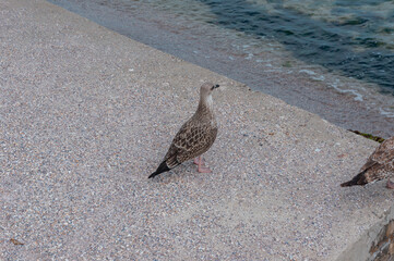 A seagull walks on pebbles. Coast