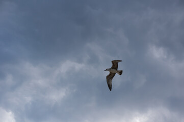 Sea gull soars in the sky