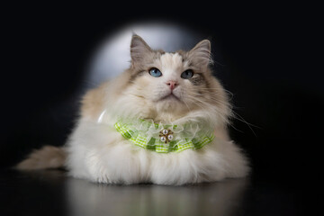 Fat big ragdoll cat wears cute green collar  look up, beautiful blue eyes cat, black background