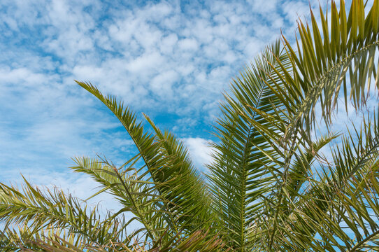 Palm branches close up on a blue sky background