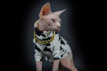 Cool Canadian hairless sphinx cat in fashion white black mixed coat Black and golden necklace,...