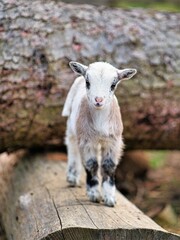 Little goat