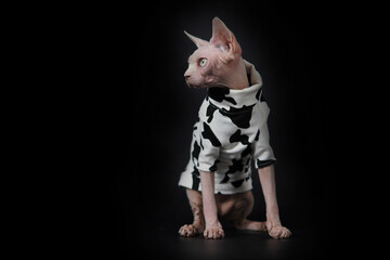 Cute Canadian hairless sphinx cat in fashion white black mixed coat sit in black background and look over. creative cat photo