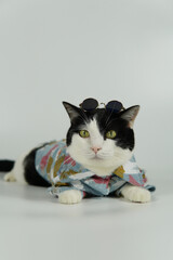 Cute black and white cat in blue denim jacket with cool glasses, serious face, horizontal for cellphone