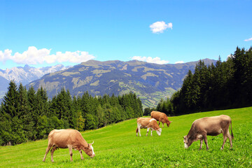 Fototapeta na wymiar Four cows grazing in a mountain meadow in Alps mountains, Tirol, Austria