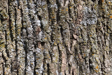 Natural aged tree bark background with rich texture in gray, beige and earthy colors with yellow, green and white moss inclusions