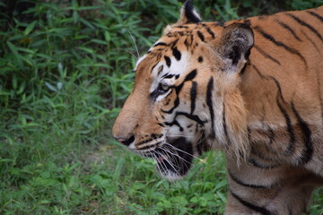 The Indian tiger.