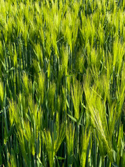 Grünes Getreide, Nahaufnahme als Hintergrund. Am besten ökologisch und nachhaltig angebaut für die wachsende Weltbevölkerung.