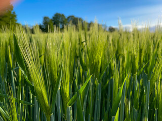 Weizen Halme, Close-up, ein saftiges Grün, Feld und blauer Himmel mit paar Bäumen am Horizont. 