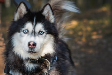 Beautiful Husky dog on leash closeup portrait in park or forest natural light
