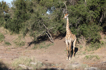 Giraffe / Giraffe / Giraffa camelopardalis