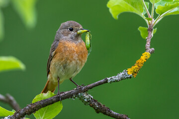 Gartenrotschwanz (Phoenicurus phoenicurus) Weibchen