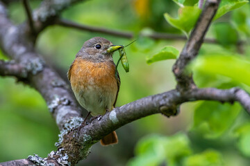 Gartenrotschwanz (Phoenicurus phoenicurus) Weibchen