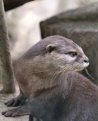 Loutre