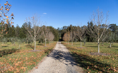 A road with dry maple tree on the side.