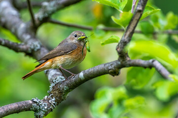 Gartenrotschwanz (Phoenicurus phoenicurus) Weibchen