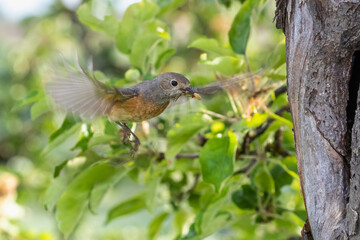 Gartenrotschwanz (Phoenicurus phoenicurus) Weibchen
