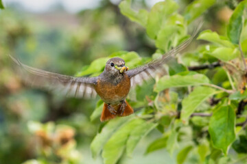 Gartenrotschwanz (Phoenicurus phoenicurus) Weibchen