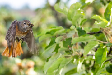 Gartenrotschwanz (Phoenicurus phoenicurus) Weibchen