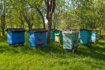 Colorful wooden beehives and bees in apiary
