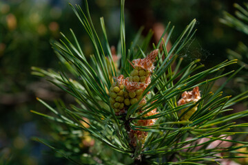 pine branch with young cones