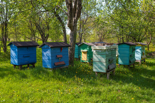 Colorful wooden beehives and bees in apiary