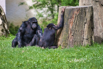 Fototapeta premium Chimpanzé