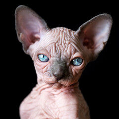 Portrait of Canadian Sphynx kitten with big blue eyes on black background. Studio shot of beautiful domestic cat.