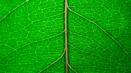 Macro view of a leaf