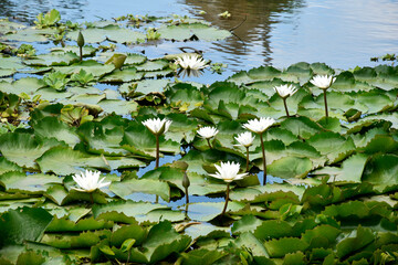 Lilies bloom with white, yellow, and green leaves, growing in swamps.