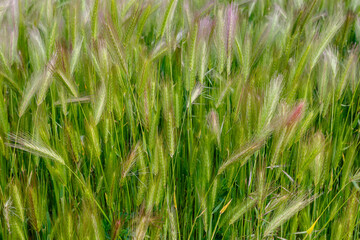 Plants with spikes of mouse tail or mouse barley. Hordeum murinum.