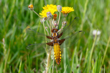 Libellula depressa. Flat-bellied dragonfly, female.