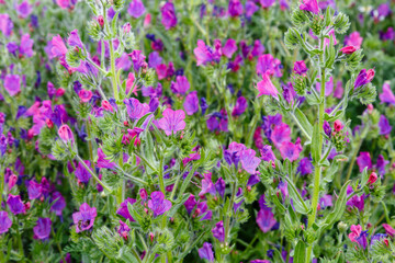 Obraz premium Echium vulgare. Viper's-bugloss plants, with flowers in spring.