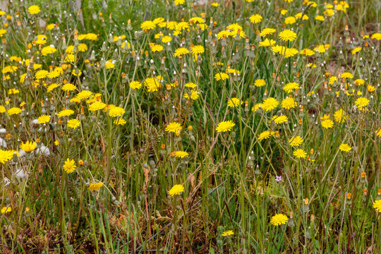 Leontodon hispidus. Meadow with flowering plants of rough hawkbit.