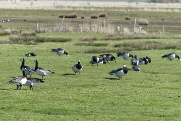 flock of geese