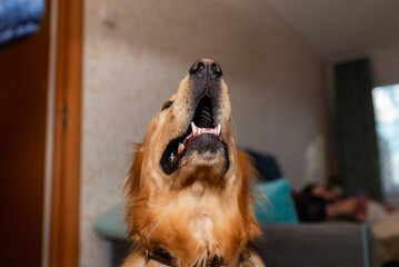 Golden retriever dog open mouth face jaws up at home.Focus on mouth.Closeup.