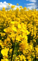 Fototapeta premium field of yellow flowers rapeseed