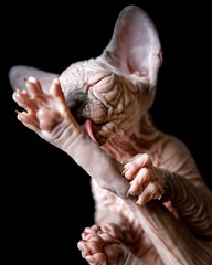 Canadian Sphynx kitten licks its outstretched hind paw with its tongue on black background. Close-up view of cute hairless pussycat.