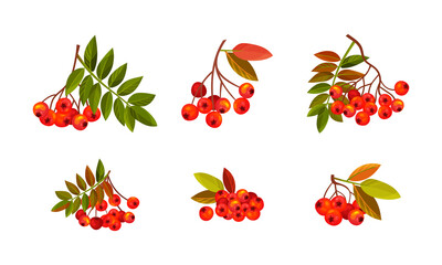 Rowan Branches with Berry Clusters and Pinnate Leaves Vector Set - obrazy, fototapety, plakaty