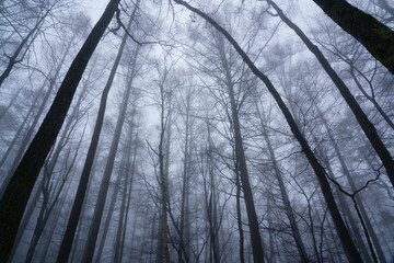 早朝の霧に霞むカラマツ林