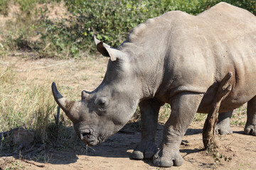 Breitmaulnashorn / Square-lipped rhinoceros / Ceratotherium Simum