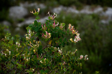 chèvrefeuille sauvage des bois